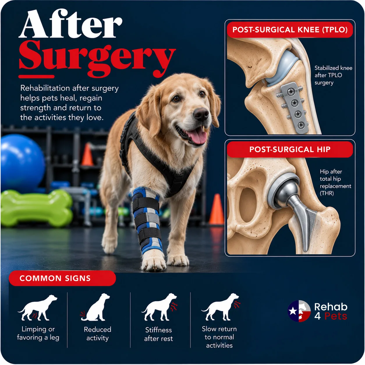 A dog recovering from surgery beside a knee stabilised after TPLO and a hip after total replacement.