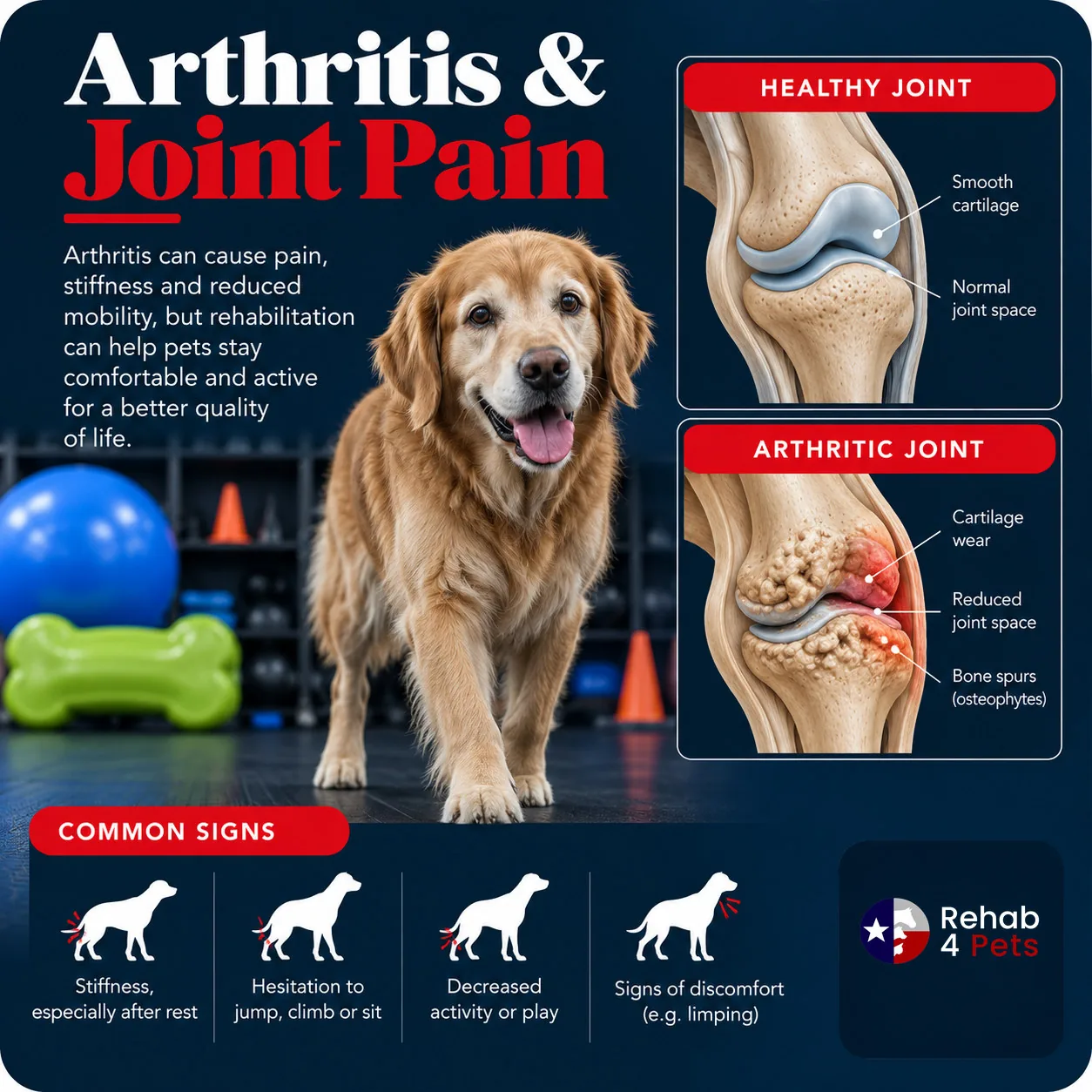 An older dog beside a healthy canine joint and an arthritic one with worn cartilage and bone spurs.