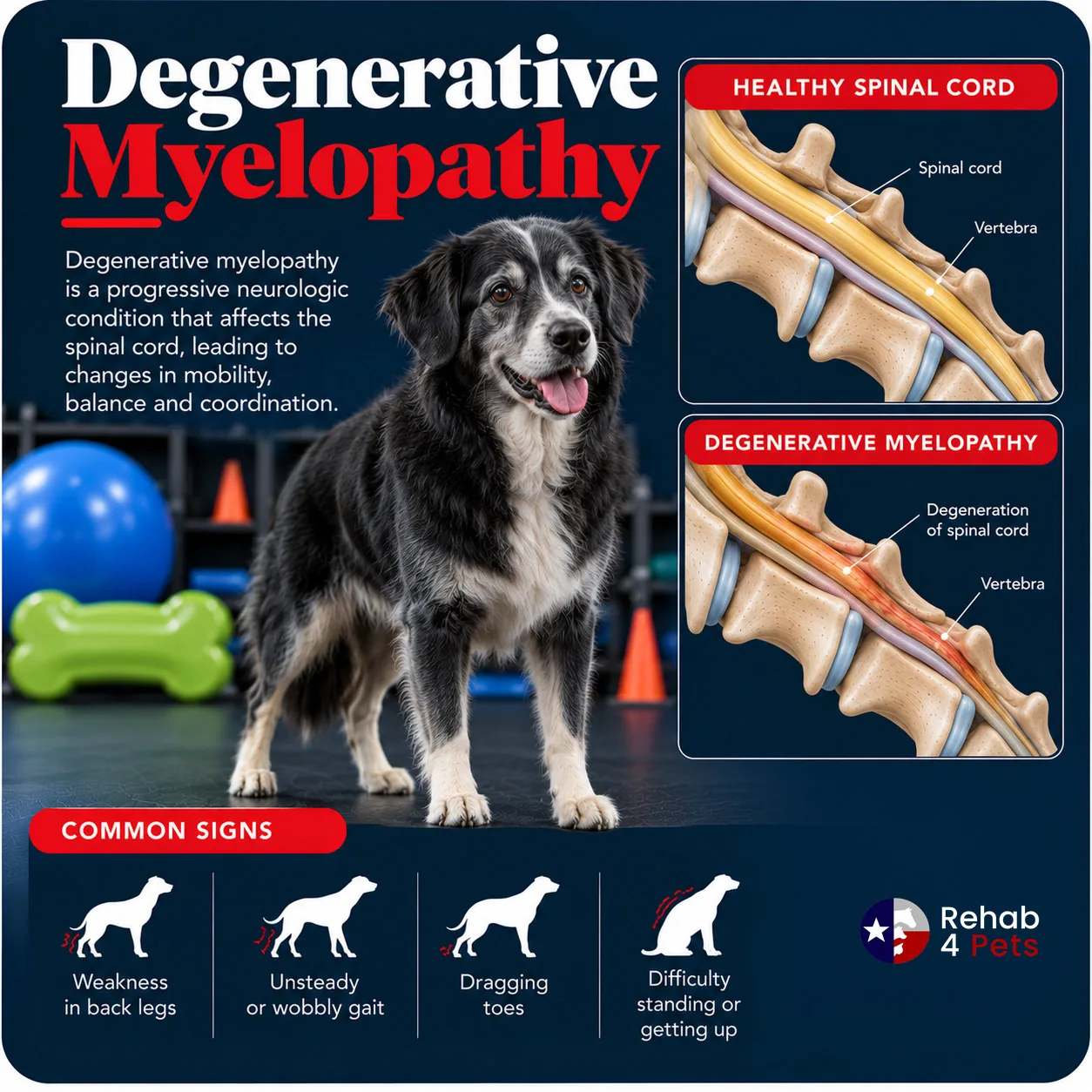 A senior dog beside a healthy canine spinal cord and one affected by degenerative myelopathy.