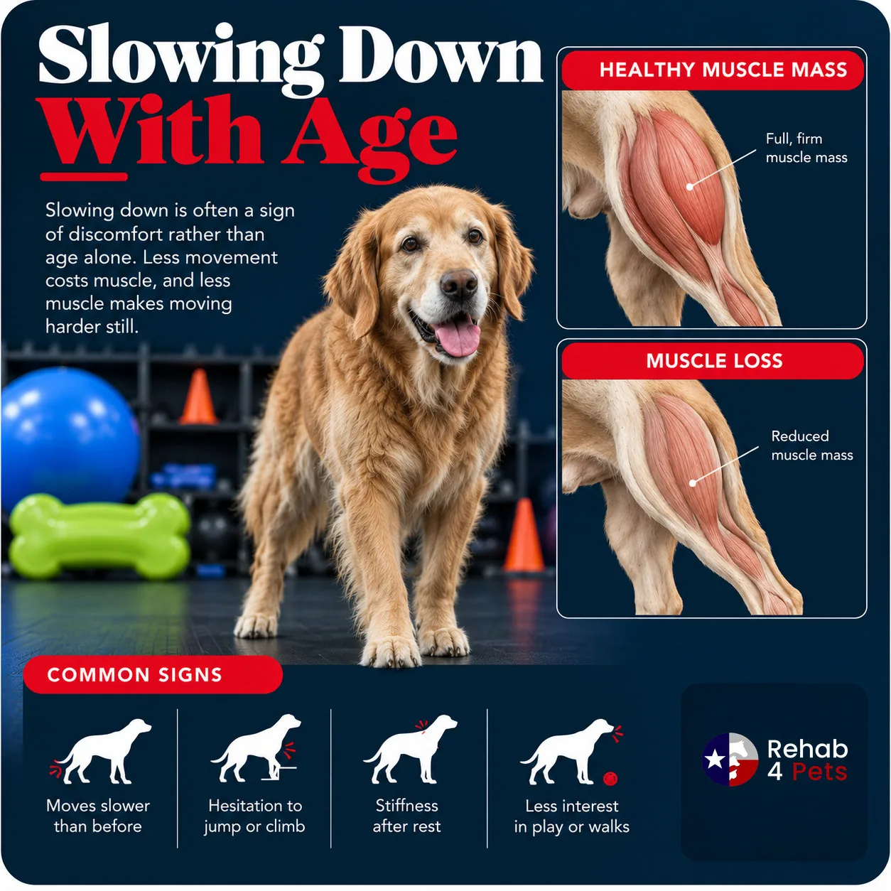 A senior dog beside a hind limb with full muscle mass and one where that muscle has wasted.