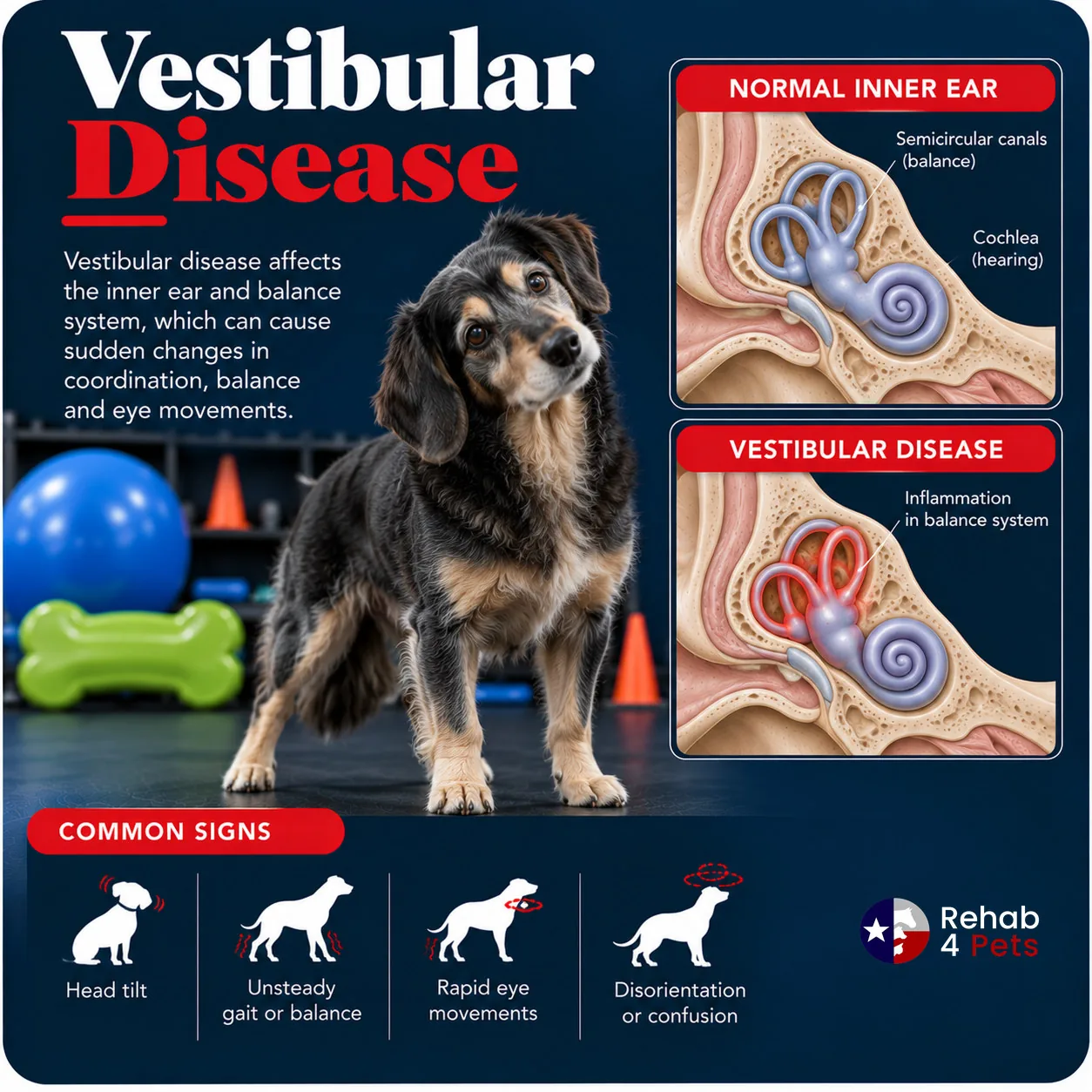 A dog with a head tilt beside a normal inner ear and one with inflammation in the balance system.
