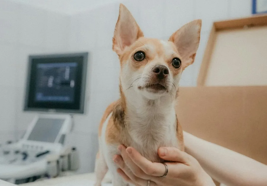 A small dog being held gently during a clinic visit