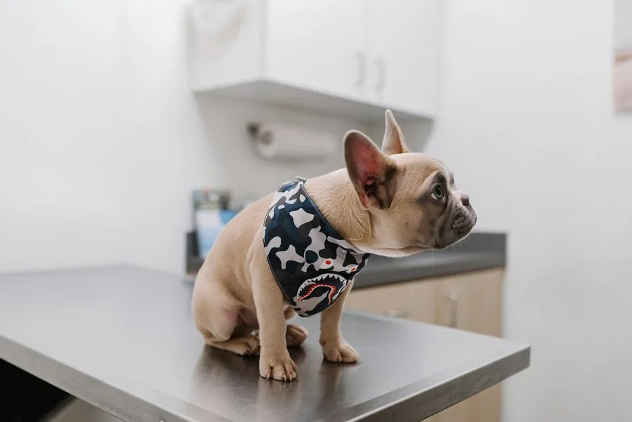 A French bulldog resting quietly while being checked over gently