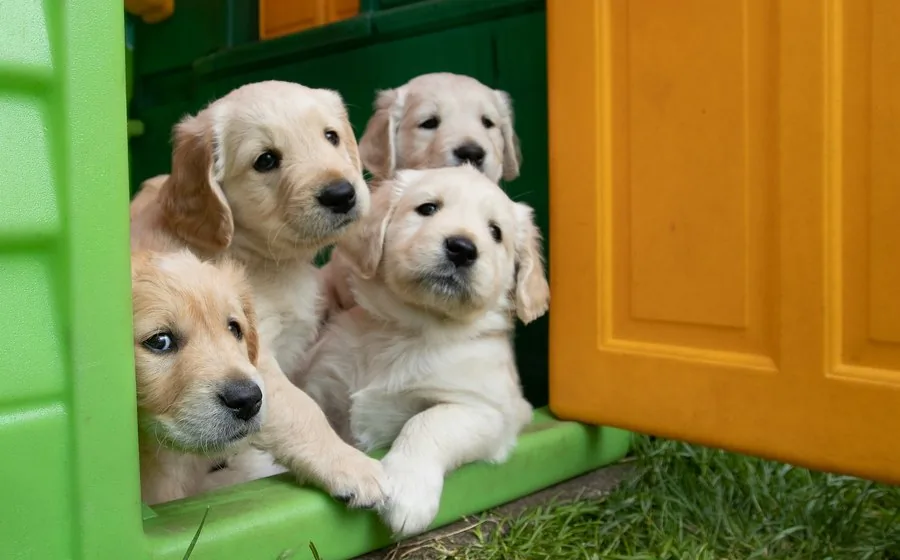 Two puppies sitting together outdoors