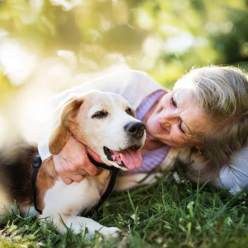 A senior beagle lying in the grass with his smiling Pet Parent