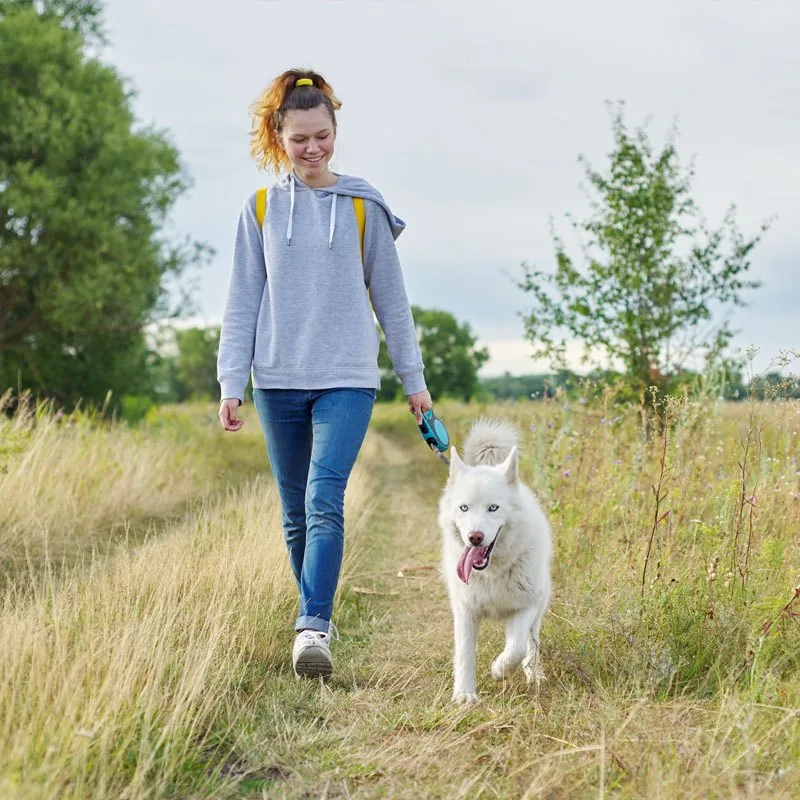 A husky being walked on a lead along a path