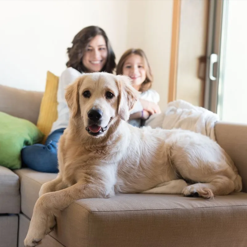 A golden retriever relaxing on the family couch