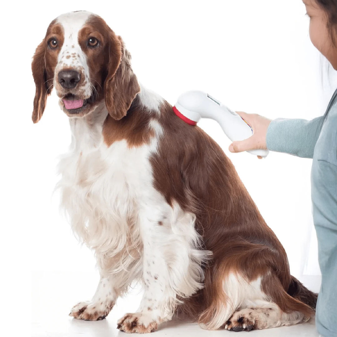 Precision Pets Laser Dog