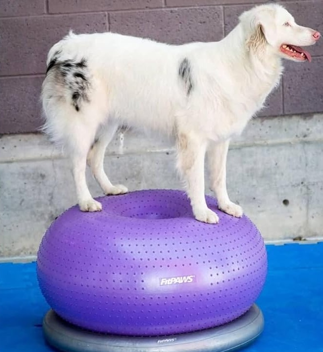 61dhfvakTCL. AC SX679