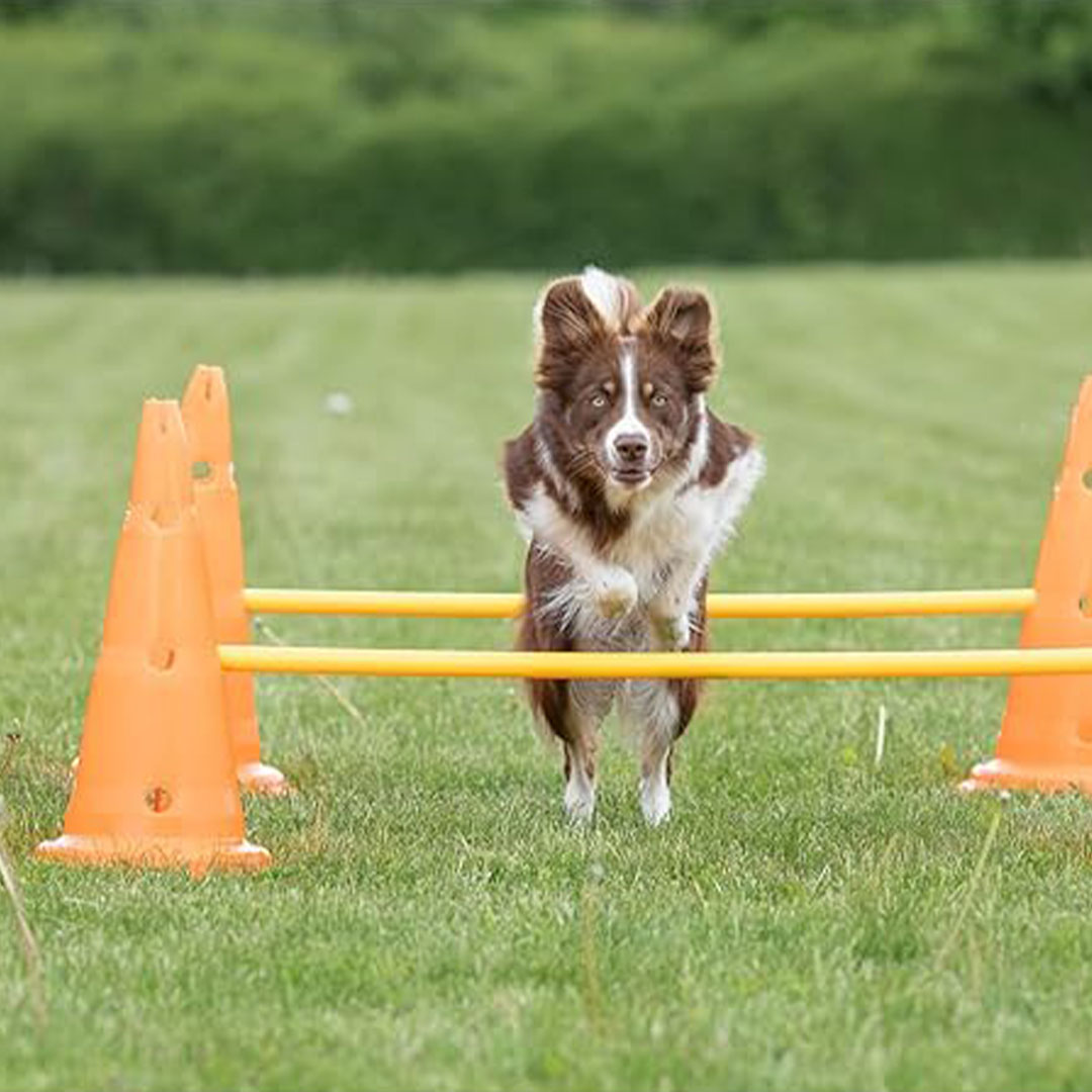 Agility & Rehab Cone Set