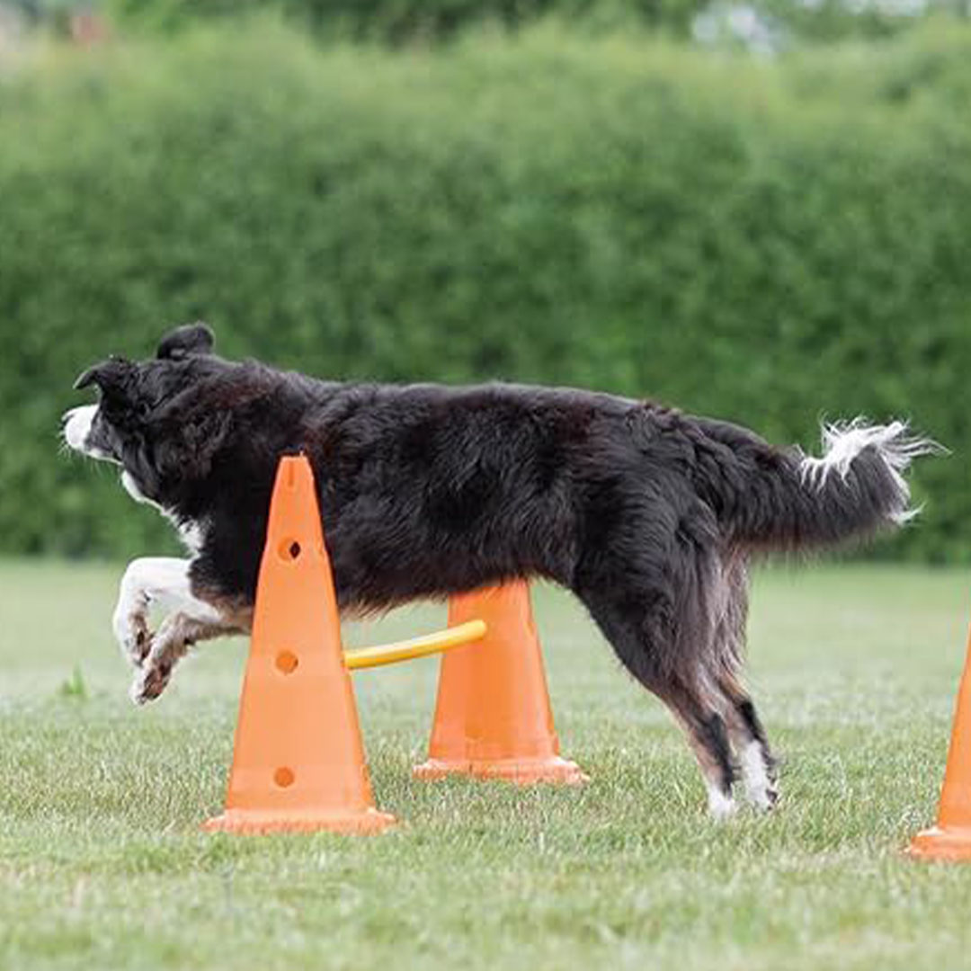 Rehab Cone Set Rehab 4 Pets