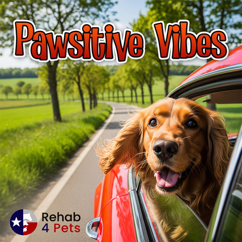 Pawsitive Vibes