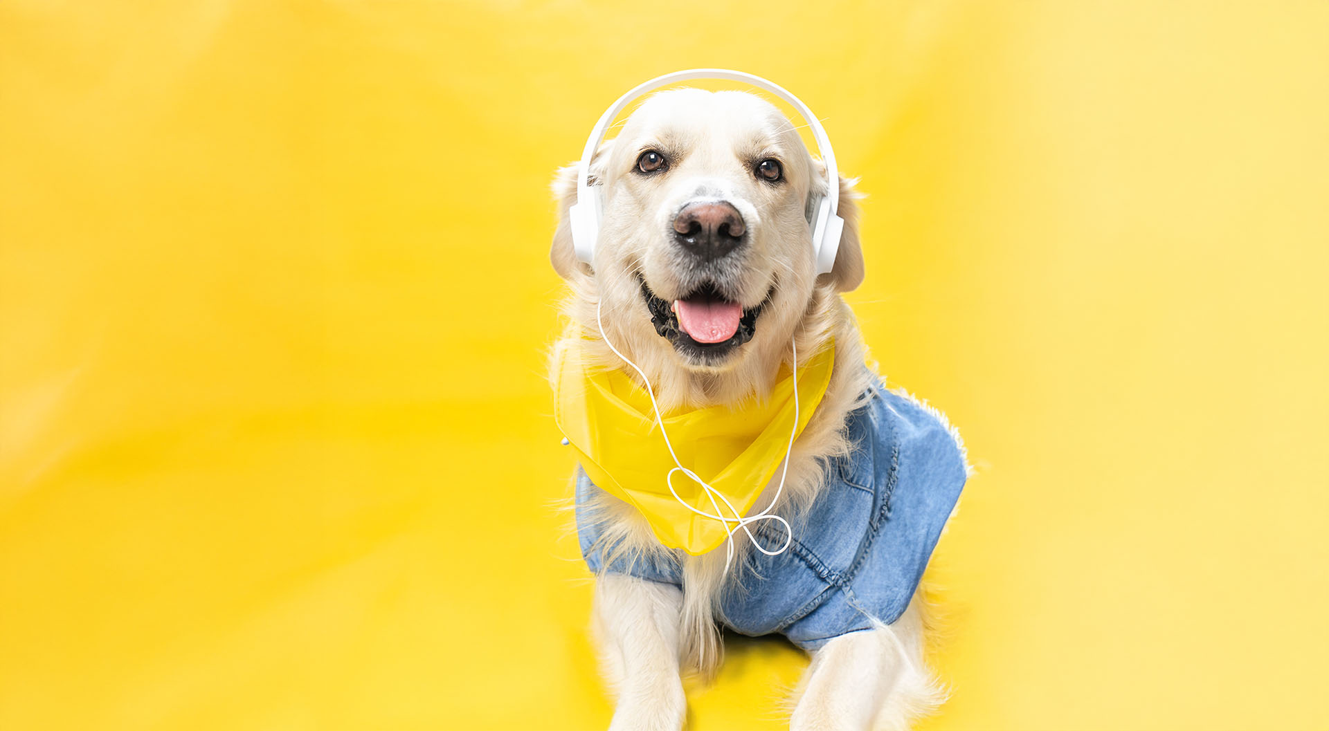 Rehab 4 Pets Pawsitive Vibes Music