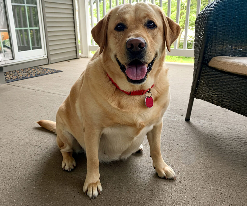 Chubby Pup