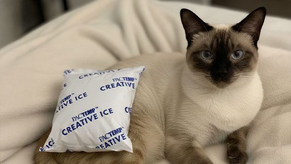 Rehab 4 Pets Heat Cryotherapy