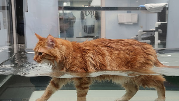 Rehab 4 Pets Hydrotherapy