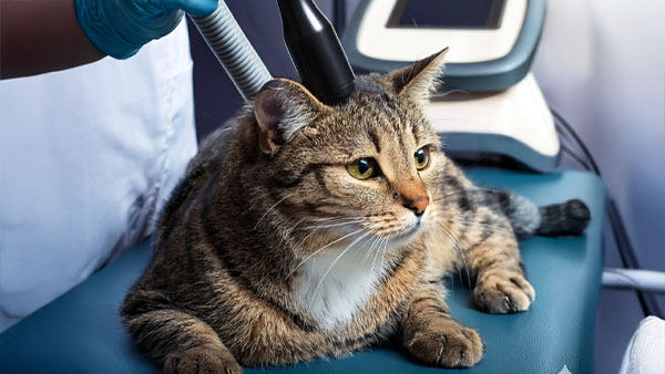 Rehab 4 Pets Laser Therapy