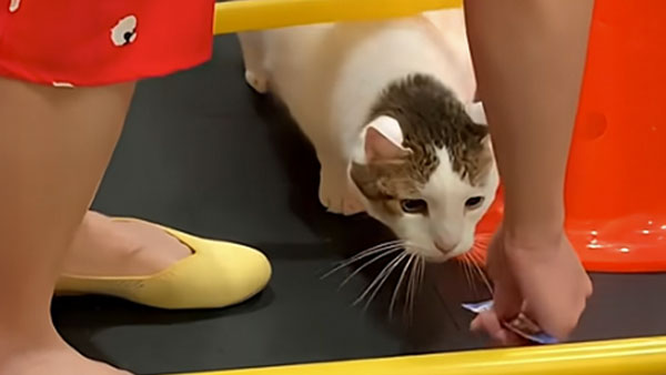 Rehab 4 Pets Rehabilitation