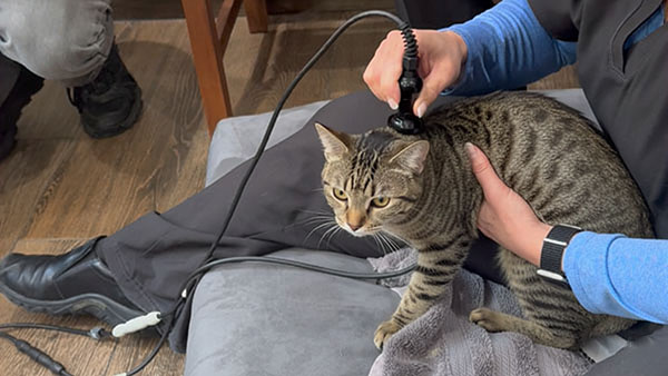 Rehab 4 Pets Tecar Therapy