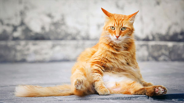 Rehab 4 Pets Weight Management