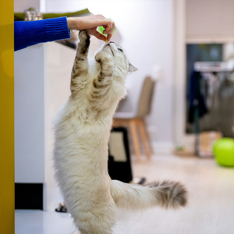 rehab 4 cats at home