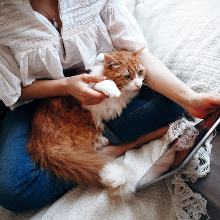 rehab 4 cats services