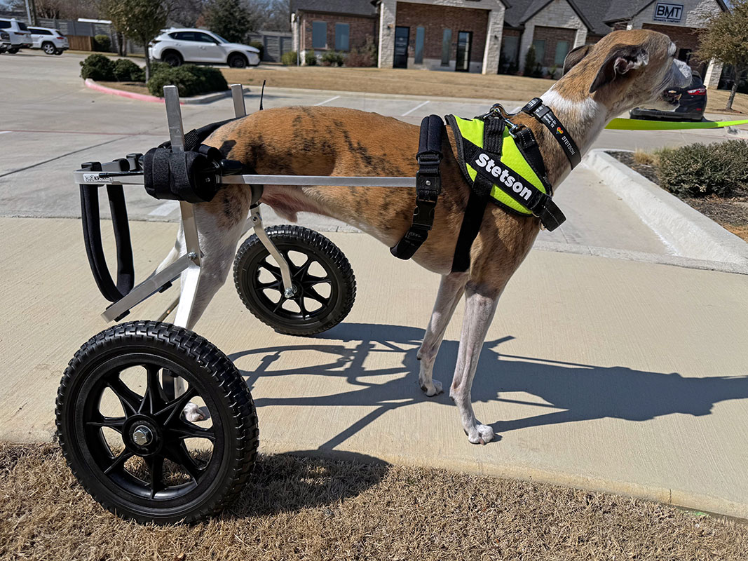 Braces Carts and Orthotic 1