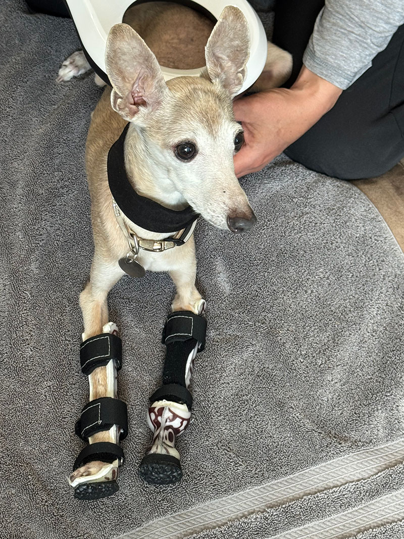 Braces Carts and Orthotic 2