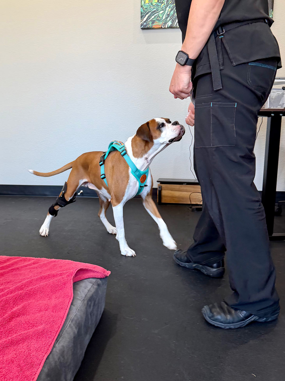 Braces Carts and Orthotic 3