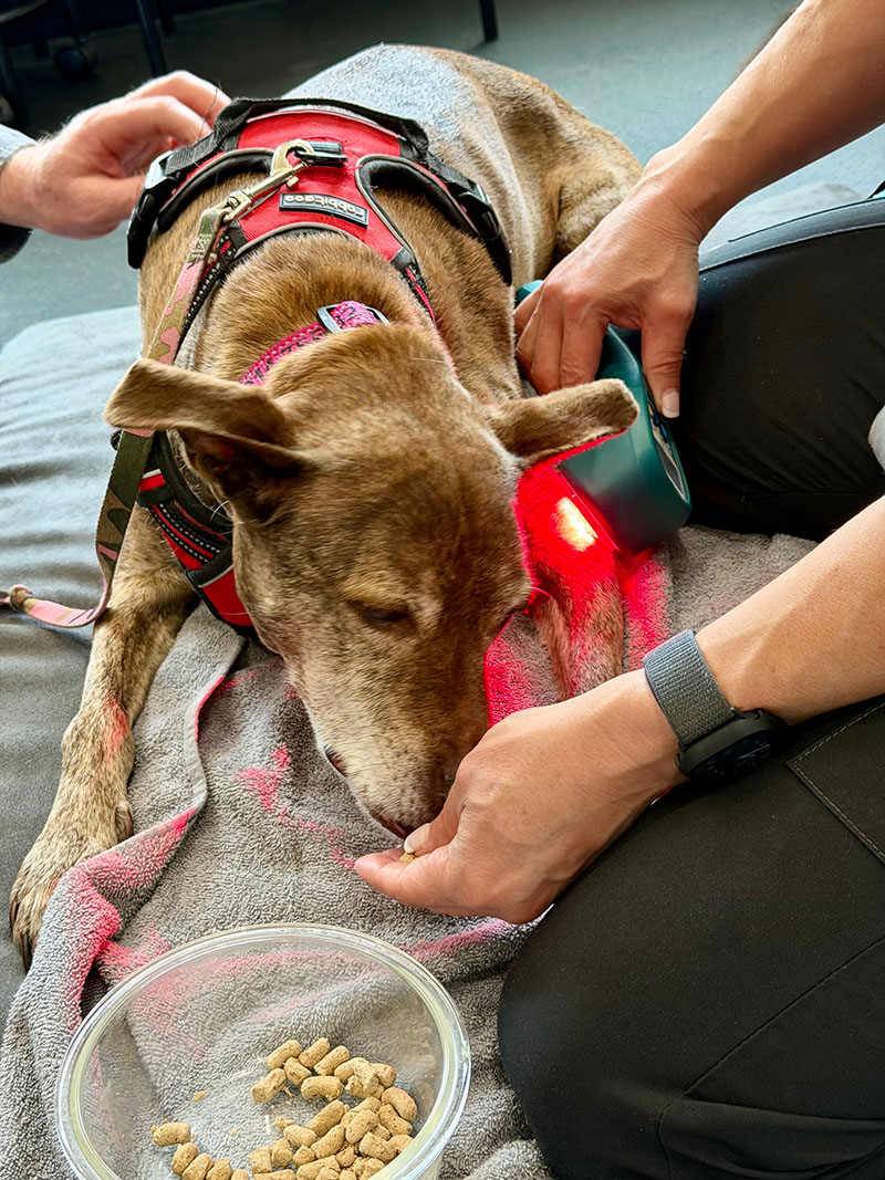 Laser Therapy 2